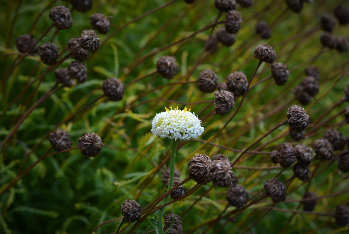 Sell Your Dallas-Fort Worth House Fast [img: Unique Flower]